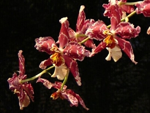 0-             orchids_costa_rica_picture_10b (Medium)