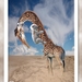 WS 2010 - 105 girafkoala