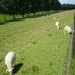 schapen langs de Maasdijk