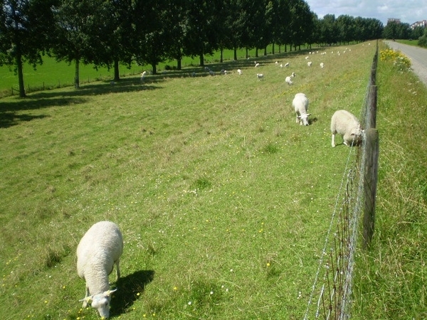 schapen langs de Maasdijk