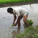 sawa -rijstplanten