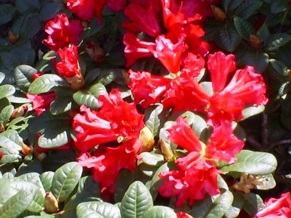 Rhododendron in bloei