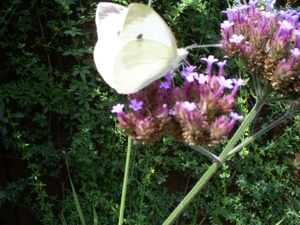 Vlinder op verbena