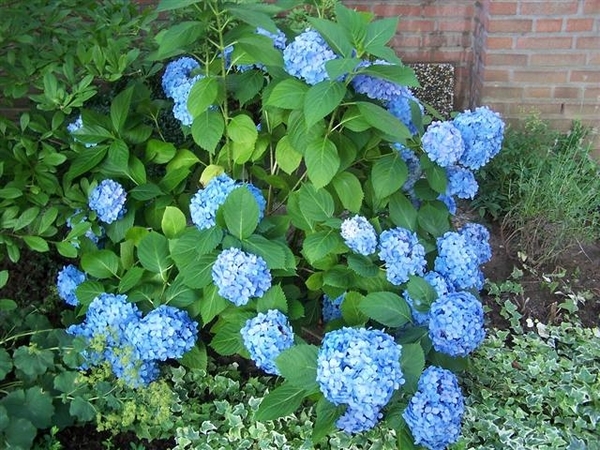 hortensia blauw juli 2005-1 (Small)