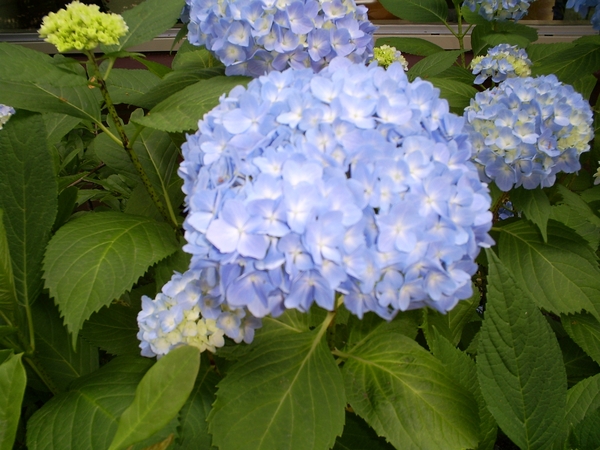 Hortensia blauw