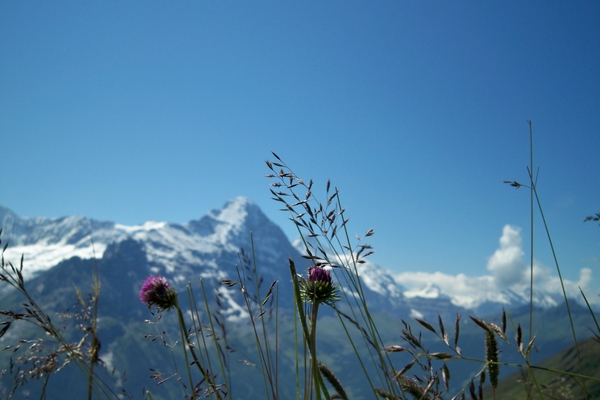 berner oberland