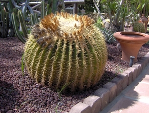 Prachtige cactus...