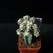 Astrophytum myriostigma nudum cv. Plush Line