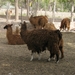 Tilcara: Lama's