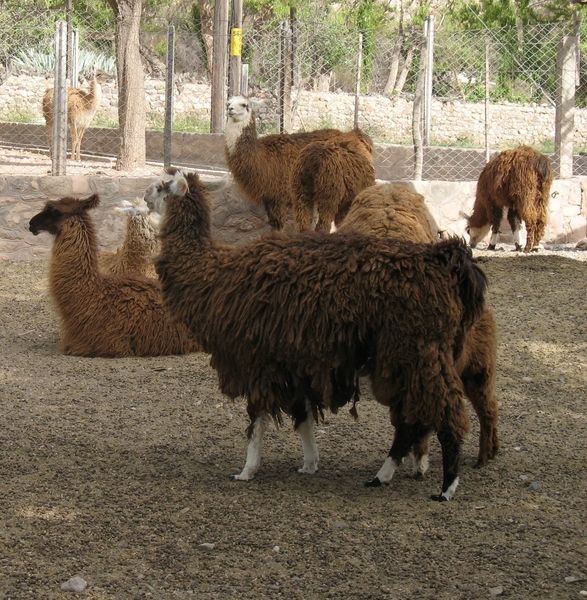 Tilcara: Lama's