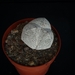 Astrophytum tricostatum cv onzuka   233