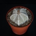 Astrophytum cv. onzuka  244