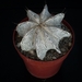 Astrophytum cv. onzuka x ornatum    243