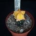Astrophytum myriostigma nudum variegata cv kitsukow  234