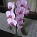 roze orchidee in pot