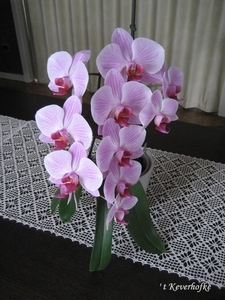roze orchidee in pot