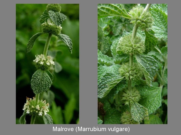 Malrove (Marrubium vulgare)