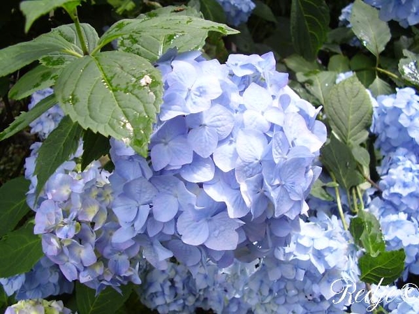 blauwe hortensia