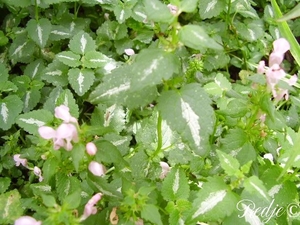 lamium maculatum