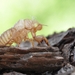 vervelling cicade