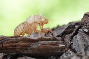 vervelling cicade