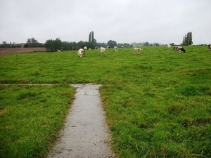 043-Tussen weide en koeien