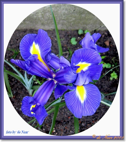 web_IMG_1617 blauwe Iris