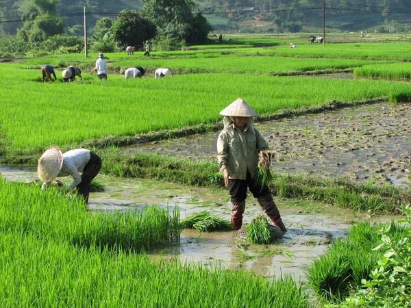 Rijstvelden in noord Vietnam