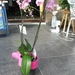 orchidee Bert
