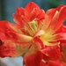 uitgebloeide rood-gele tulp