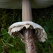 Grote parasolzwam-Macrolepiota procera