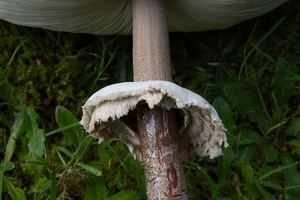 Grote parasolzwam-Macrolepiota procera