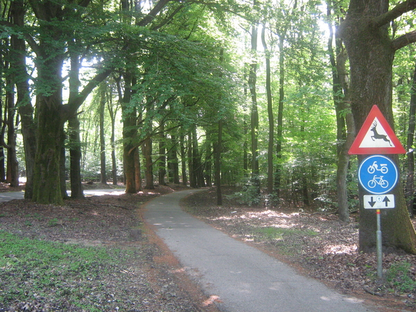 Rust in het bos Veluwe