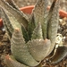 haworthia  imifolia X scraba                                     