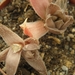 haworthia  reticulata . v . acunimata