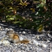 Golden-mantled ground squirrel - 't is lekker !