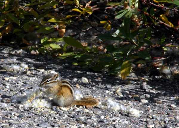 Golden-mantled ground squirrel - 't is lekker !