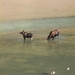 2  wijfjes moose (?) drinken in Medecine Lake