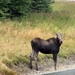 Kootenay National Park - moose (?)