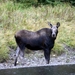 Kootenay National Park - moose (?)