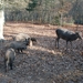 077 Massembre november 2011 - domeinwandeling en voederen dieren