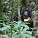 D7 chimpansees (1)