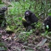D7 chimpansees (14)