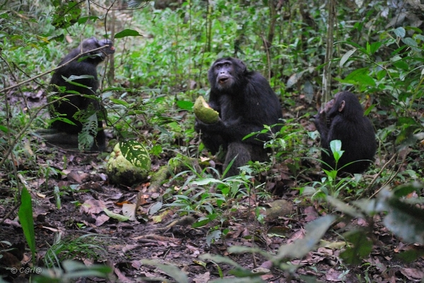 D7 chimpansees (14)