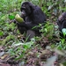 D7 chimpansees (2)