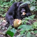 D7 chimpansees (5)