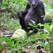 D7 chimpansees (8)