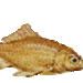 poissons-45a