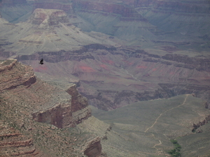 Grand Canyon - Condor in vlucht