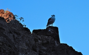 Golf van Girolata met Scandola natuurgebied